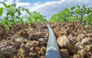 آبیاری قطره‌ای