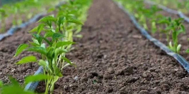 آبیاری قطره‌ای